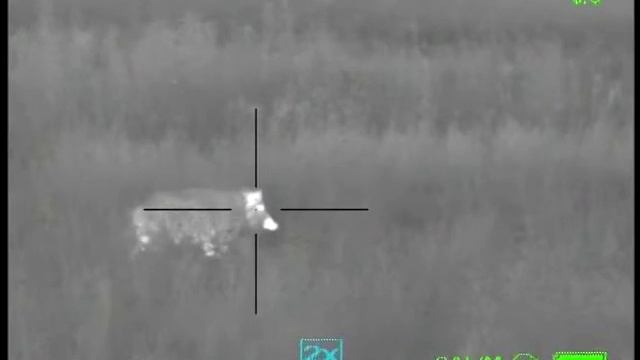 Охота с прицелом ThermoRay на кабана смотреть онлайн