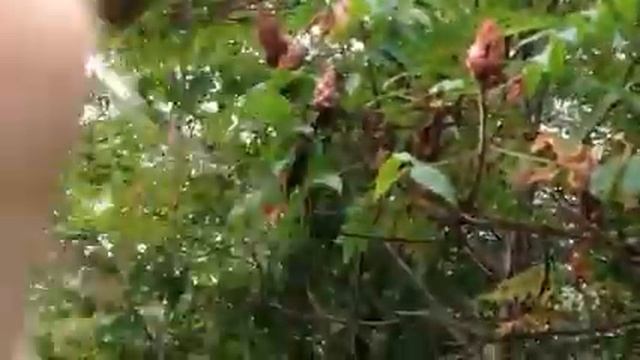 The Flora And Fauna! Episode 2: Staghorn Sumac (Rhus Typhina) смотреть онлайн
