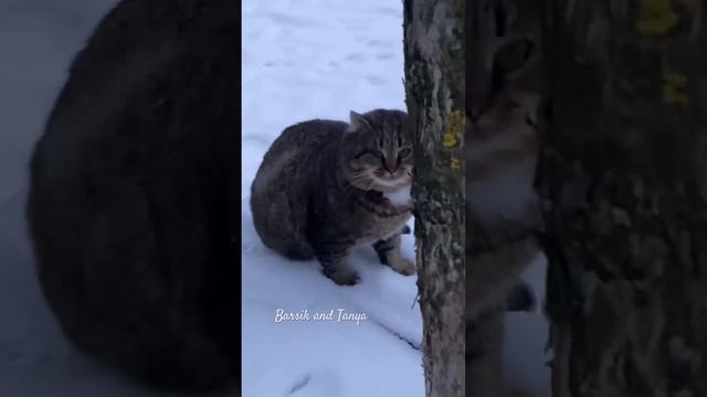 Барсик - лесной европейский кот! Barsik is a forest European cat. #catlover #cat #cute #catcat смотреть онлайн