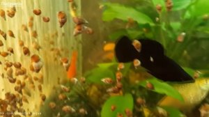 улитка мелания, достоинства, зачем она нужна в аквариуме, как от нее избавится, akvaariumi kalad