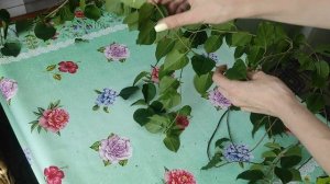 Кардинальная обрезка бугенвиллии ЧЕРЕНКОВАНИЕ и УКОРЕНЕНИЕ в воде #бугенвиллия #bougainvillea