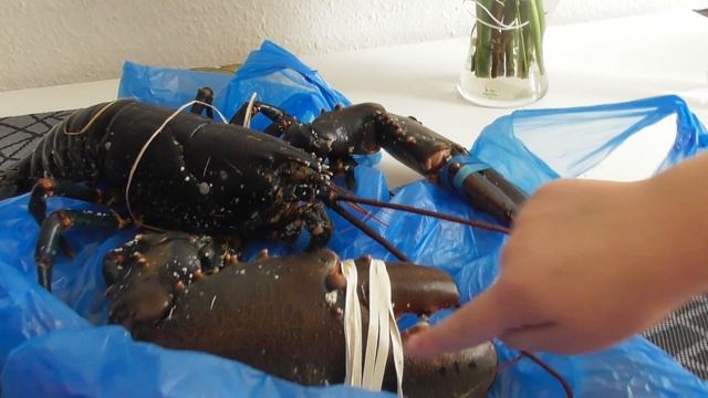 большой омар,Hummerartige,Lobster