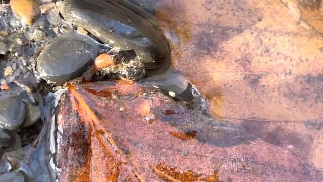 Водоворот в лесу / Swirl In A Forest / Wasserwirbel Im Wald