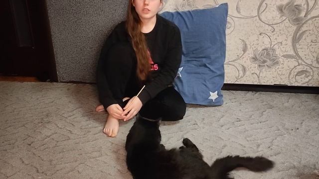 История появления нашего кота по имени Пусик смотреть онлайн