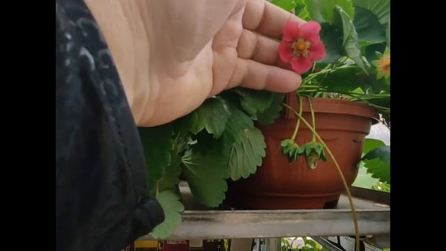 Земляника РОМАН цветет РОЗОВЫМИ ЦВЕТОЧКАМИ. Появилась в ОБИ в продаже. Дачники в восторге. смотреть онлайн