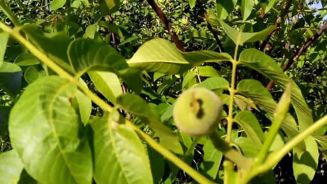 Молодой орех (первые плоды) Грецкий орех, формирование и обрезка смотреть онлайн