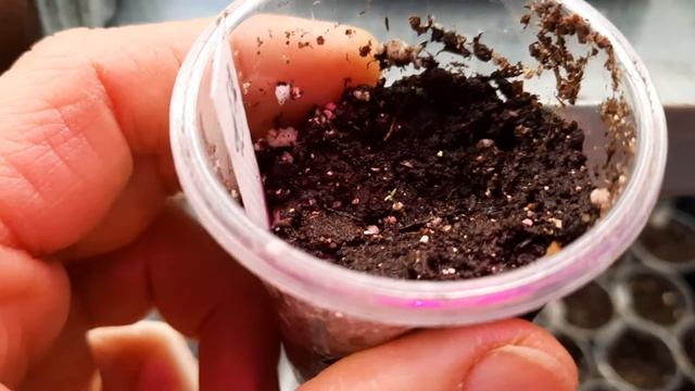Первые всходы эустомы. смотреть онлайн