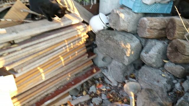 Осеняя обработка сада/Работы на даче в ноябре на запущенном участке. смотреть онлайн