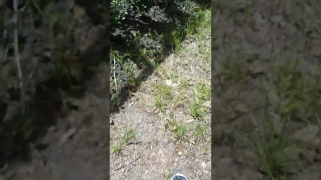 Белый песец в зоопарке смотреть онлайн