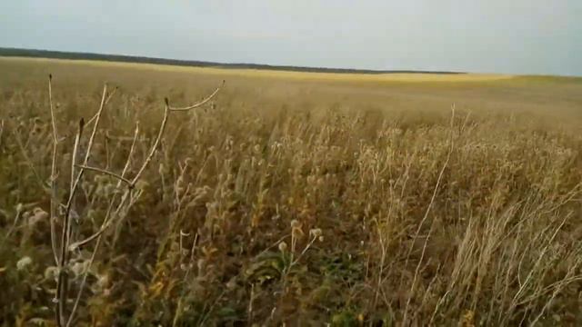 Семена мордовника разлетаются от ветра смотреть онлайн