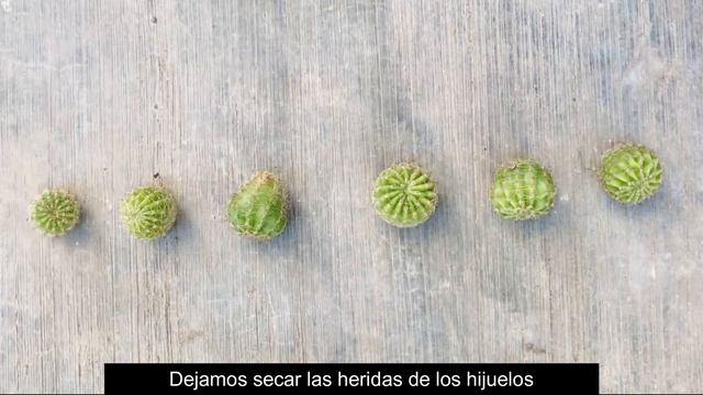 Reproducción De Cactus ? | Echinopsis Oxygona | Echinopsis Multiplex