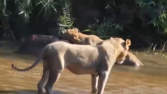 Крокодил и бегемот как нападает !!! смотреть онлайн