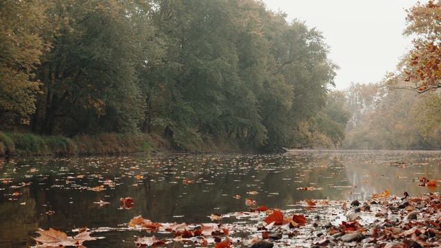 🔴ОСЕННЯЯ РЕКА I ЗВУКИ ГИТАРЫ I RELAX VIDEO смотреть онлайн