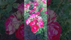 Лучшая в своём цвете) Лия Меже