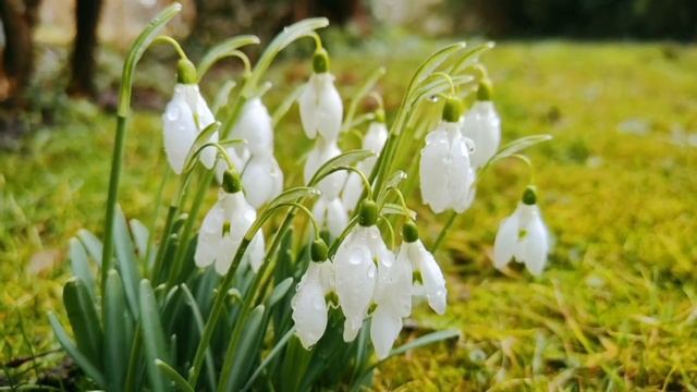 Подснежники.Первые весенние цветы.Весна.Музыка моей души.Нежная мелодия. смотреть онлайн