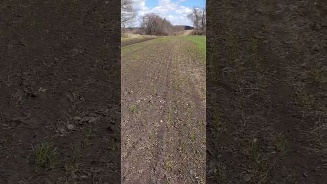 25 апреля ЯРОВАЯ ПШЕНИЦА УЖЕ РАСТЁТ..ЯЧМЕНЬ ДОГОНЯЕТ? смотреть онлайн