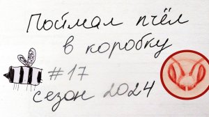 Поймал роёк в коробку. Пчёлы заселились в небольшую коробку.