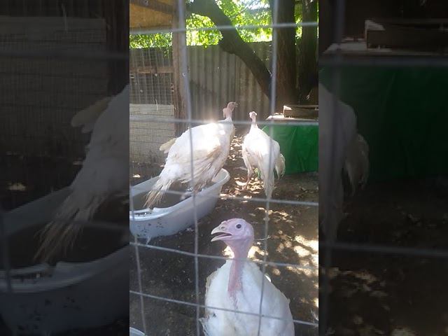 Птица страдает от жары смотреть онлайн