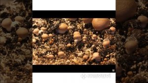 Рост грибов в таймлапс/Timelaps mushrooms video