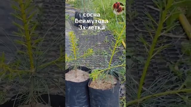 Саженцы кедр корейский 3х летка Seedlandia.ru - сажецы и семена декоративных растений смотреть онлайн