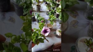 Посылка с черенками петунии и др..с *Завод Флора*..Рада? Конечно да 👍#петунии,#посылка,