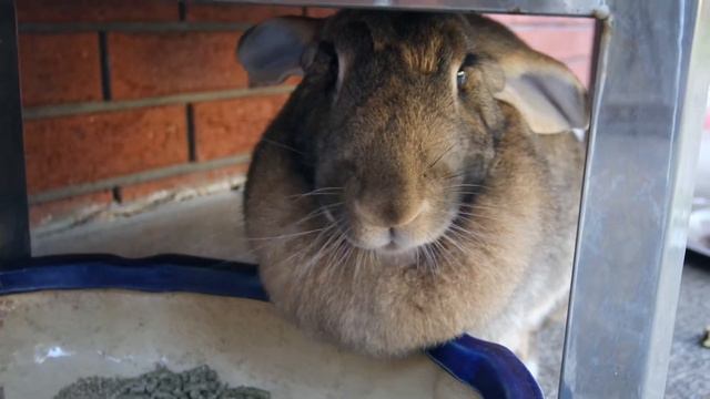Day in a Life of a Bunny - Daydreaming Flemish Giant | Pearltastic meets Catastrophi смотреть онлайн