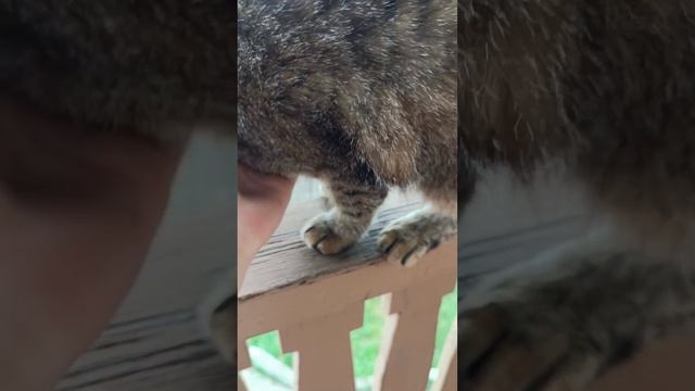 Опять Мурка🥰☺ смотреть онлайн