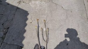 Красный Орех:Роберт Ливермор,посадка 2-х саженцев