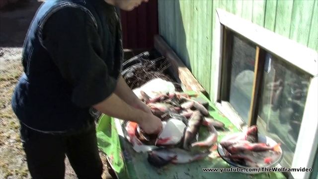 Уха из Налима( Fish soup of Burbot) смотреть онлайн