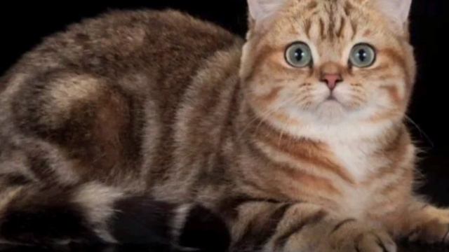 Типы окраса (NY) золотой шиншиллы #1 смотреть онлайн