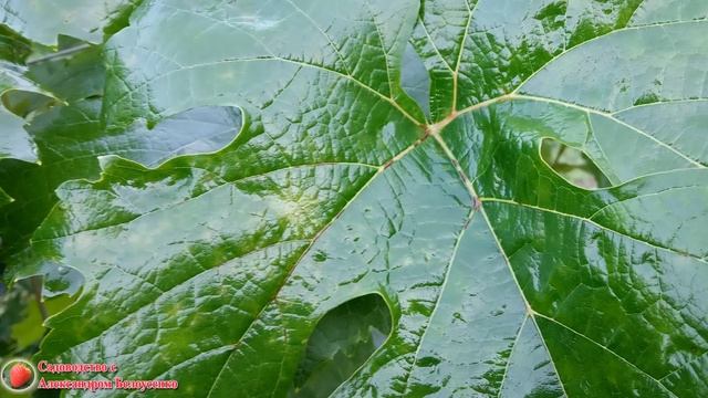 Обработка черешни и вишни от вишневой мухи Чем опрыскивать черешню чтобы не было червей в черешне смотреть онлайн