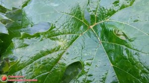 Обработка черешни и вишни от вишневой мухи Чем опрыскивать черешню чтобы не было червей в черешне