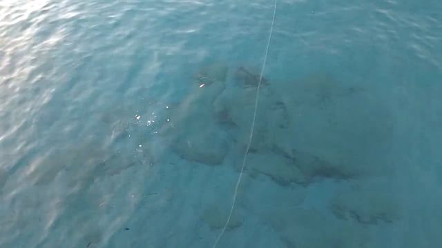 Рыбалка в Турции Каранкс лат. Caranx Сиган Мырмыр морская рыба Аланья Как ловить в море смотреть онлайн