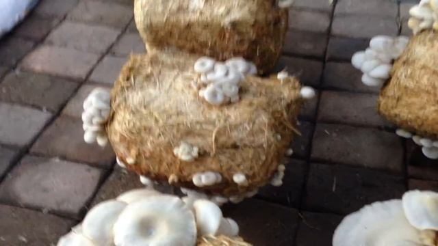 Growing your own Mushrooms смотреть онлайн