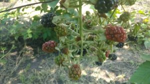 Обзор ежевики сорта Торнлесс Эвергрин/ Орегон Торнлесс/ Blackberry Evergreen Thornless