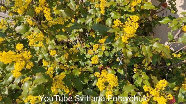 Магония падуболистная - красивое декоративное растение первым напоминает нам о весне! смотреть онлайн