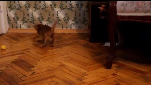 маленький абиссинский кот смотреть онлайн