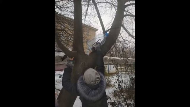 День синички. Наши кормушки для птиц смотреть онлайн