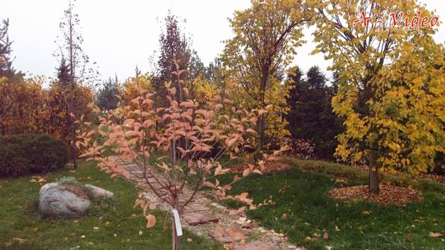 ?Примеры дизайна и украшения сада загородного дома / Garden decoration ideas / A - Video смотреть онлайн