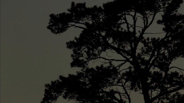 Музыка: Роза,Сеньорита,Завидуют дворы, Наш мотылёк смотреть онлайн