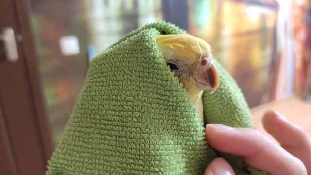 Говорящий попугай Корелла! Гучи говорит! смотреть онлайн