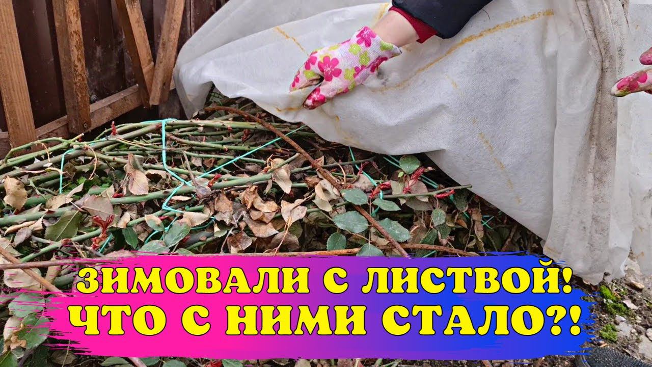 ПОРА ОТКРЫВАТЬ РОЗЫ! Показываю КАК ПЕРЕЗИМОВАЛИ РОЗЫ С ЛИСТЬЯМИ смотреть онлайн