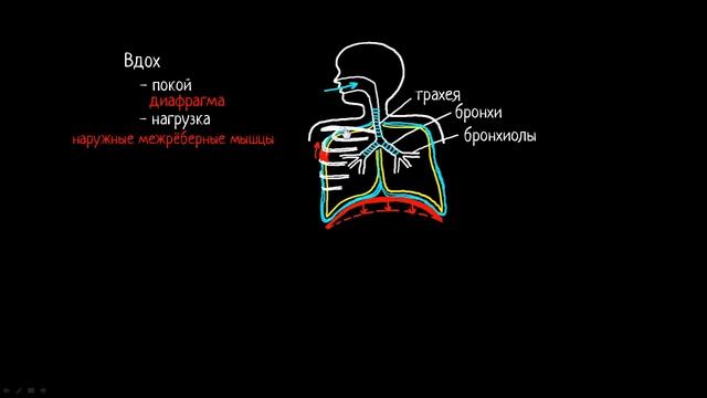 Как происходит процесс дыхания у человека? | Медицина смотреть онлайн