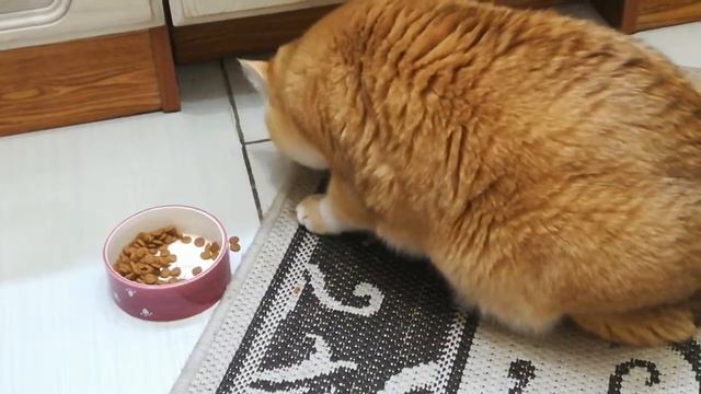 Как ест еду моя кошка Британская шиншила золотая смотреть онлайн