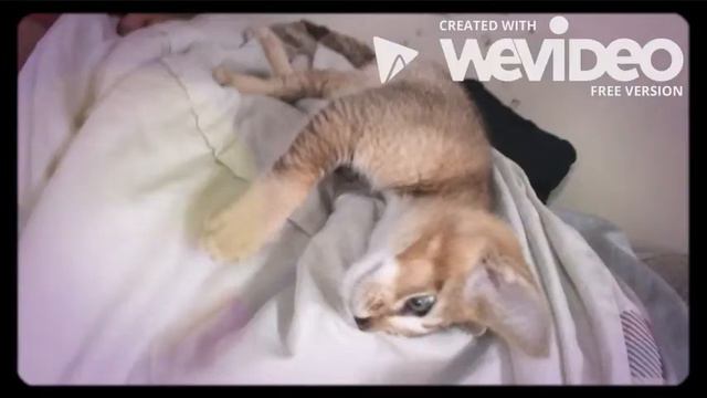 F2 Chausie Kitten смотреть онлайн