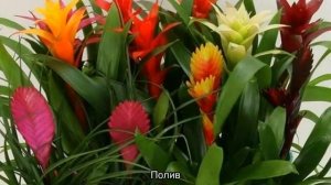 Цветок бромелия — уход в домашних условиях