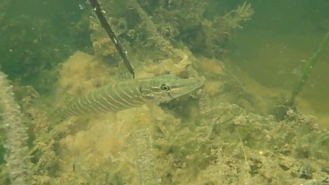 щучий пастух. (уникальная любительская съёмка)