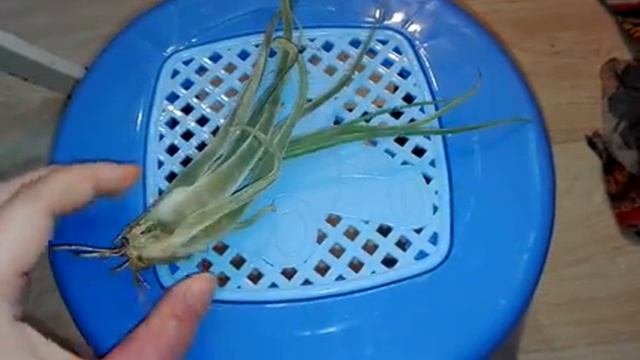 Тилландсия голова медузы (tillandsia caput medusae) смотреть онлайн