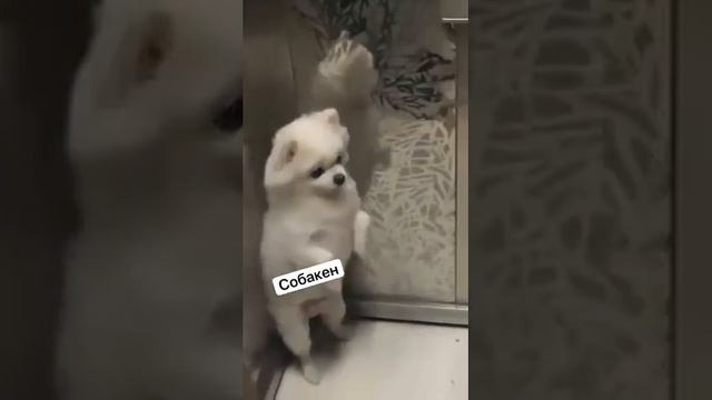 Шпиц катается в лифте#животные #юмор #собака смотреть онлайн