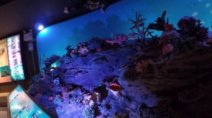 Обзор Пхукет Аквариума, Тайланд,Пхукет."Куда сходить на Пхукете?"